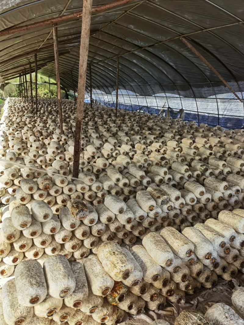 平菇菌棒出过菇的，因场地原因卖出