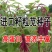 美国进口籽粒苋种子