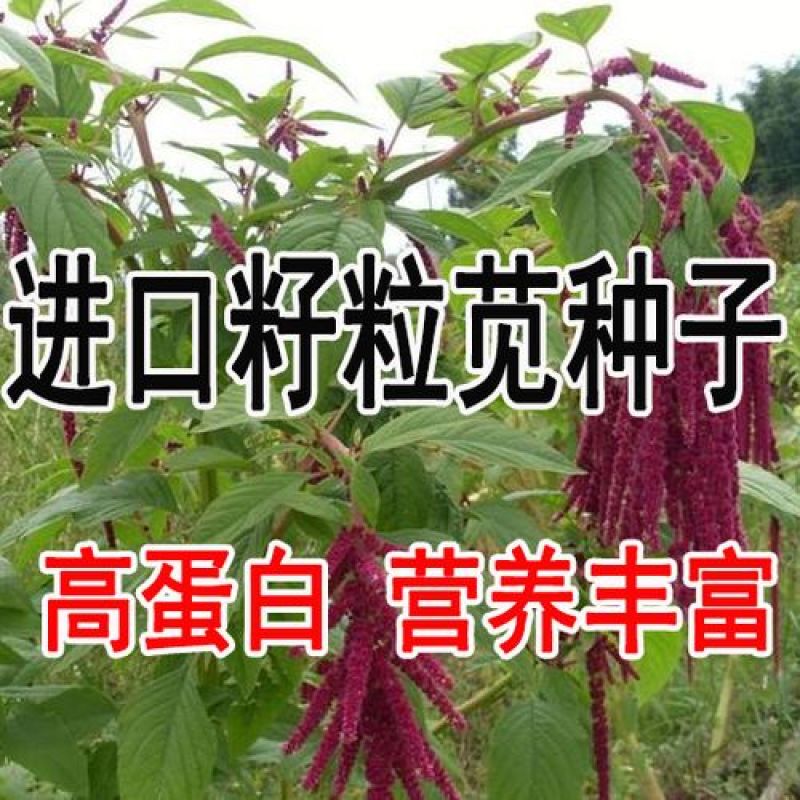 美国进口籽粒苋种子