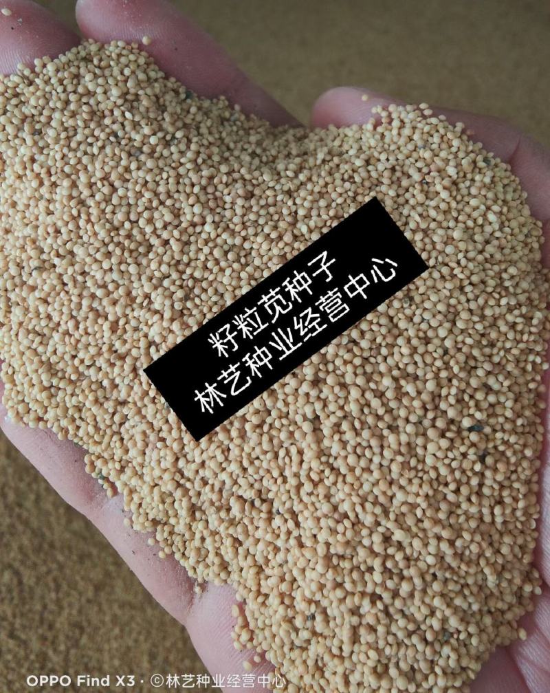美国进口籽粒苋种子