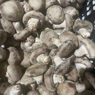 鲜香菇大量上市