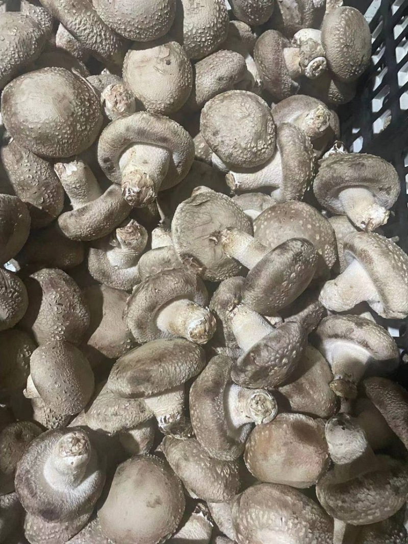 鲜香菇大量上市