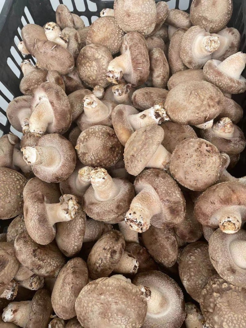 鲜香菇大量上市