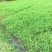 小米草草种子养殖专用水草种子鱼虾蟹牧草种子高产耐水淹草籽