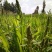 小米草草种子养殖专用水草种子鱼虾蟹牧草种子高产耐水淹草籽