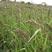 小米草草种子养殖专用水草种子鱼虾蟹牧草种子高产耐水淹草籽