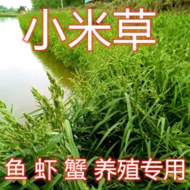 小米草草种子养殖专用水草种子鱼虾蟹牧草种子高产耐水淹草籽