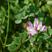 紫云英种子红花草籽种四季果园绿肥种籽蜜源紫云英草种牧草种