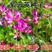 紫云英种子红花草籽种四季果园绿肥种籽蜜源紫云英草种牧草种