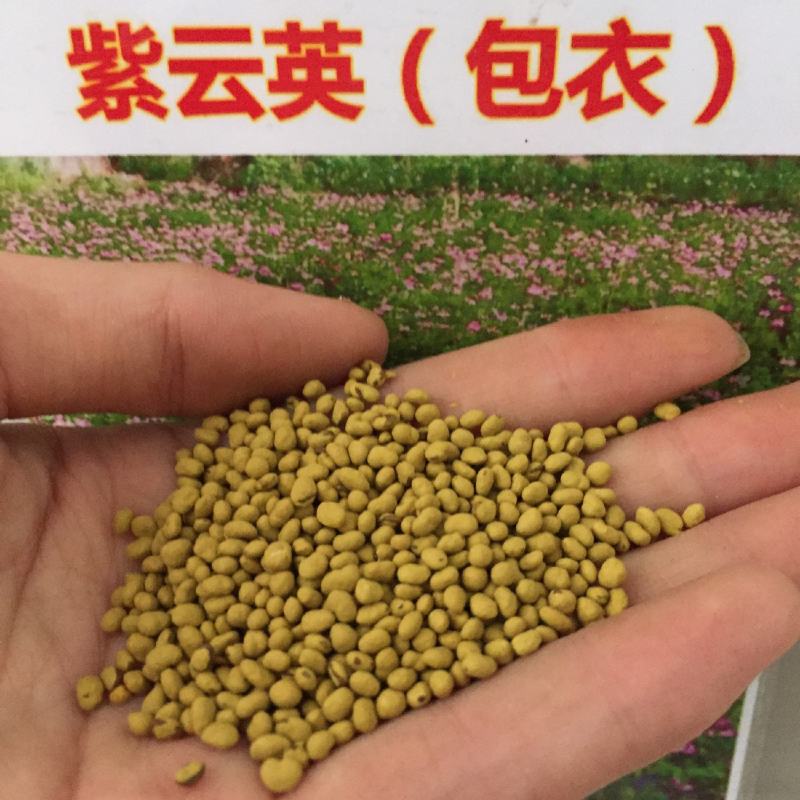 紫云英种子红花草籽种四季果园绿肥种籽蜜源紫云英草种牧草种