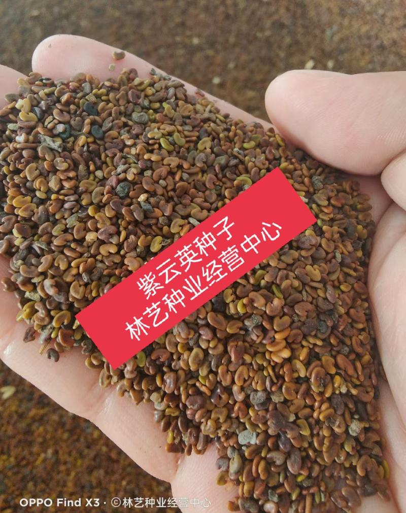 紫云英种子红花草籽种四季果园绿肥种籽蜜源紫云英草种牧草种
