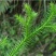 新鲜现采云南青草药伸筋草别名:石松蒲、地蜈蚣、鹿角芼
