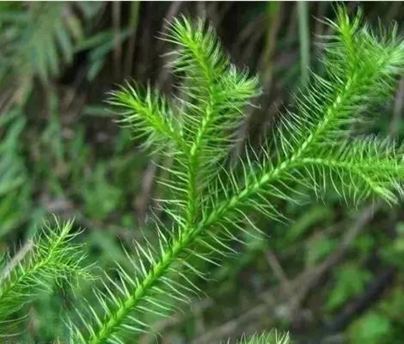 新鲜现采云南青草药伸筋草别名:石松蒲、地蜈蚣、鹿角芼