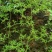 新鲜现采云南青草药伸筋草别名:石松蒲、地蜈蚣、鹿角芼