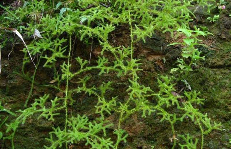新鲜现采云南青草药伸筋草别名:石松蒲、地蜈蚣、鹿角芼