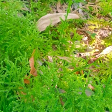 新鲜现采云南青草药伸筋草别名:石松蒲、地蜈蚣、鹿角芼