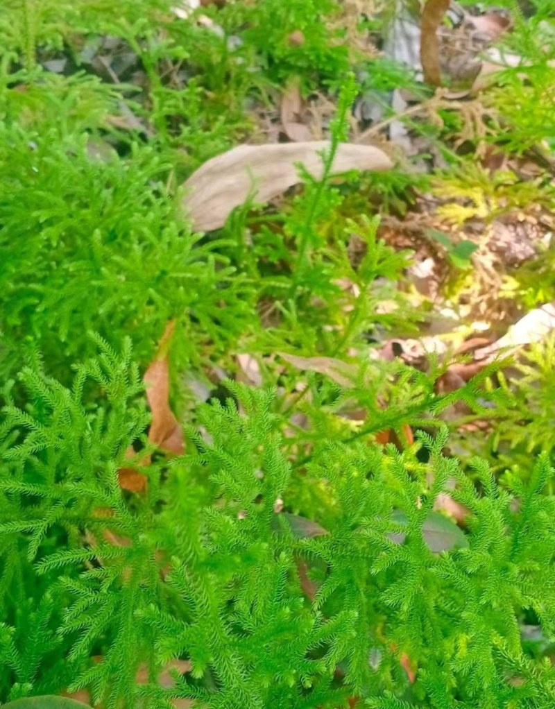 新鲜现采云南青草药伸筋草别名:石松蒲、地蜈蚣、鹿角芼