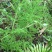 新鲜现采云南青草药伸筋草别名:石松蒲、地蜈蚣、鹿角芼