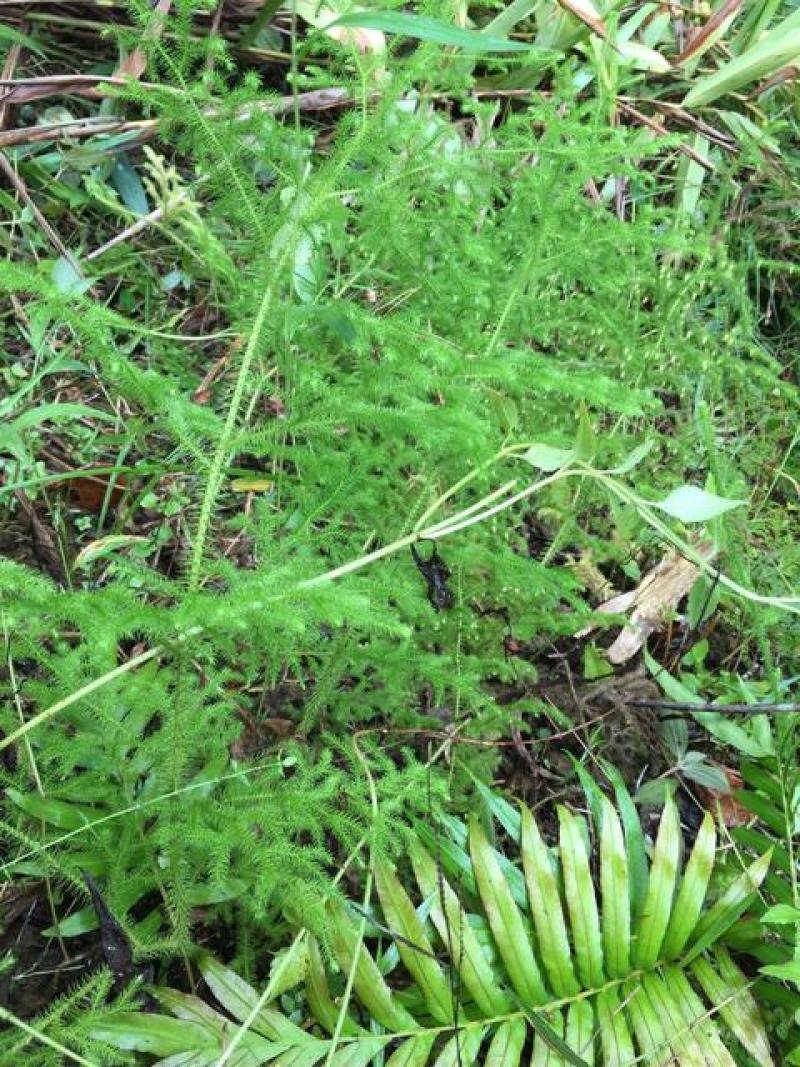 新鲜现采云南青草药伸筋草别名:石松蒲、地蜈蚣、鹿角芼
