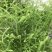新鲜现采云南青草药伸筋草别名:石松蒲、地蜈蚣、鹿角芼