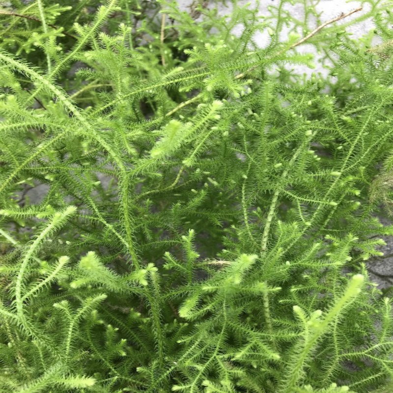 新鲜现采云南青草药伸筋草别名:石松蒲、地蜈蚣、鹿角芼