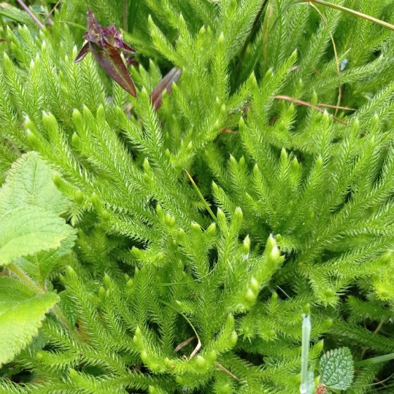 新鲜现采云南青草药伸筋草别名:石松蒲、地蜈蚣、鹿角芼