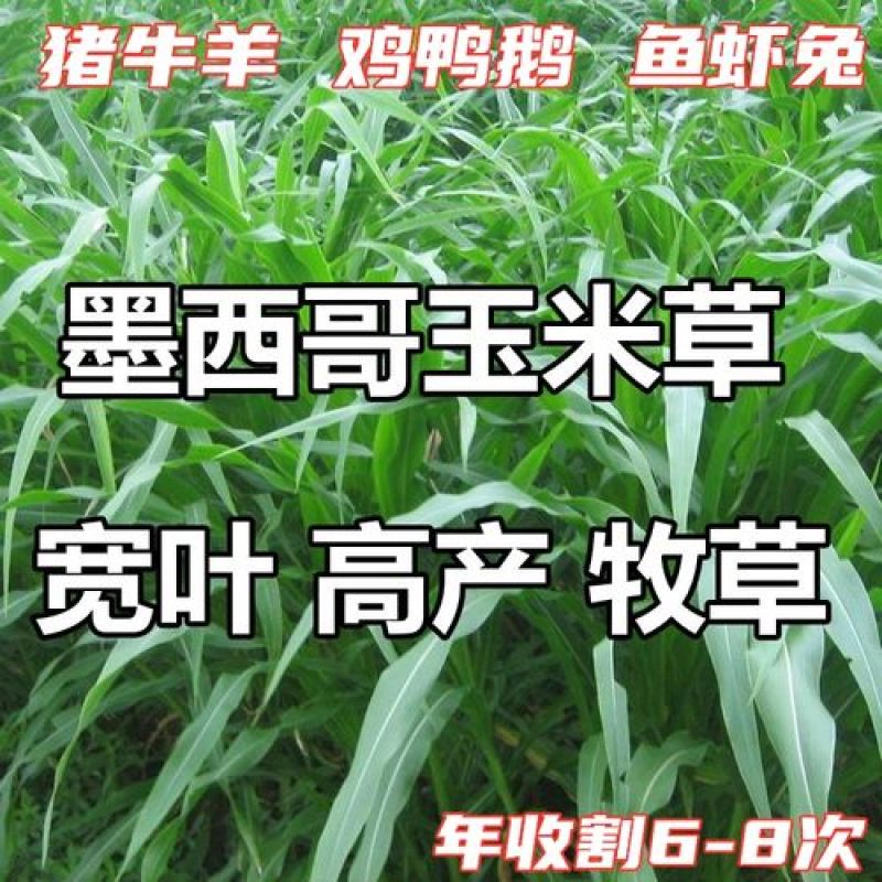 进口墨西哥玉米草种四季籽种养殖牛羊鱼猪鱼再生畜牧草玉米草