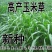 进口墨西哥玉米草种四季籽种养殖牛羊鱼猪鱼再生畜牧草玉米草