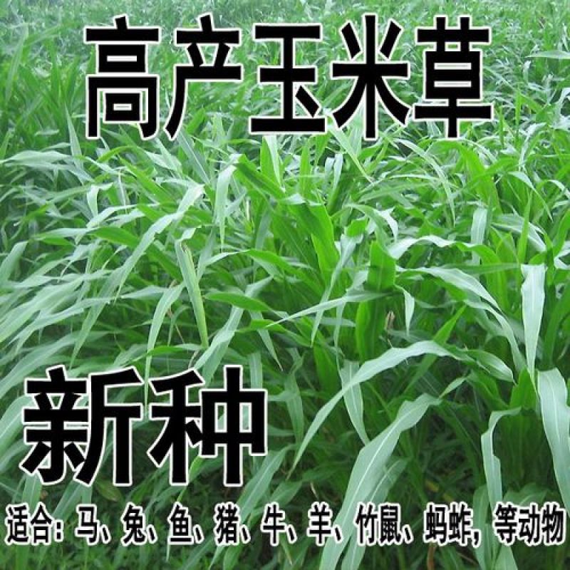 进口墨西哥玉米草种四季籽种养殖牛羊鱼猪鱼再生畜牧草玉米草