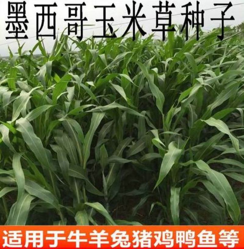 进口墨西哥玉米草种四季籽种养殖牛羊鱼猪鱼再生畜牧草玉米草
