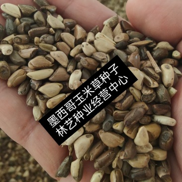 进口墨西哥玉米草种四季籽种养殖牛羊鱼猪鱼再生畜牧草玉米草