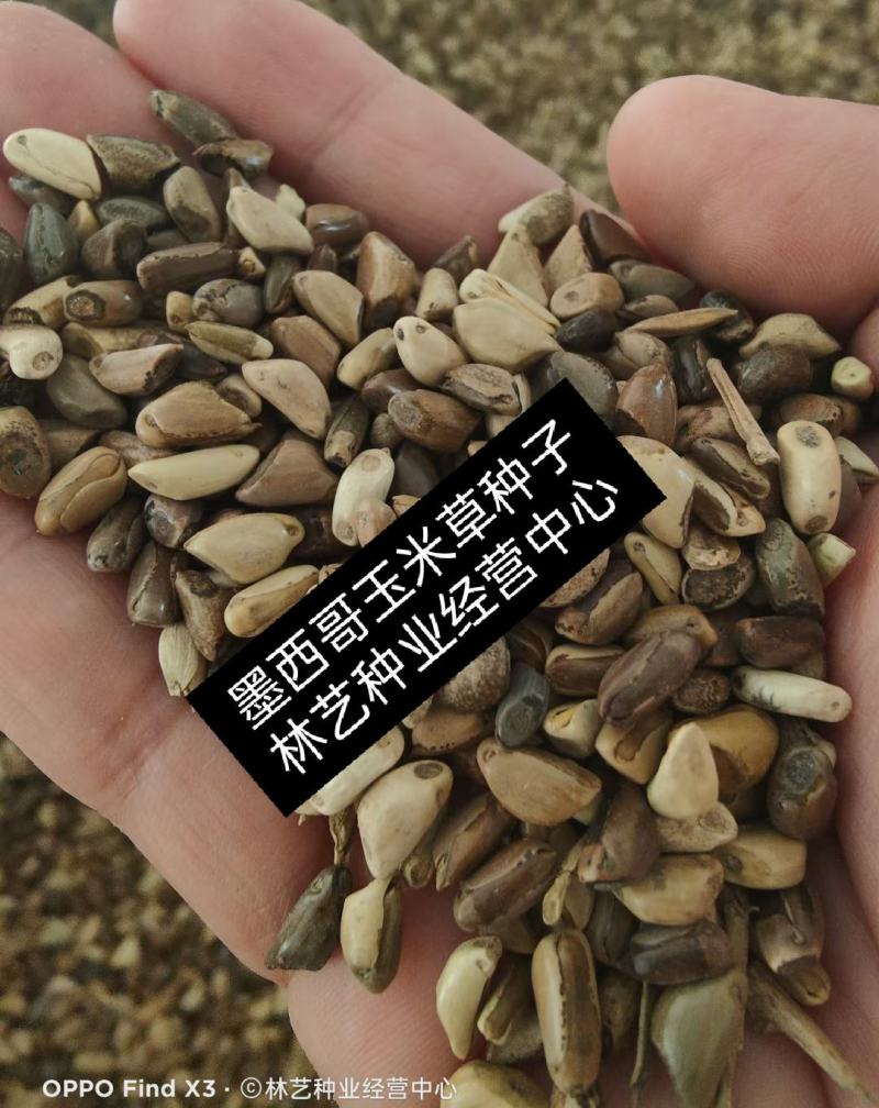 进口墨西哥玉米草种四季籽种养殖牛羊鱼猪鱼再生畜牧草玉米草