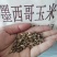 进口墨西哥玉米草种四季籽种养殖牛羊鱼猪鱼再生畜牧草玉米草