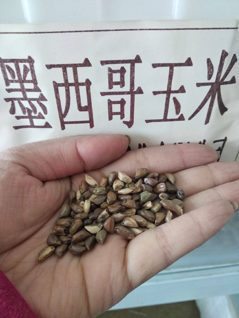 进口墨西哥玉米草种四季籽种养殖牛羊鱼猪鱼再生畜牧草玉米草