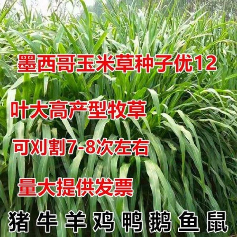 进口墨西哥玉米草种四季籽种养殖牛羊鱼猪鱼再生畜牧草玉米草
