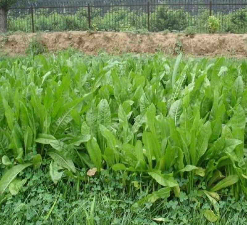 鲁梅克斯种子俄罗斯饲料菜多年生四季牧草种子鸡鸭鹅猪
