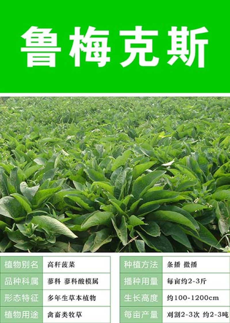 鲁梅克斯种子俄罗斯饲料菜多年生四季牧草种子鸡鸭鹅猪