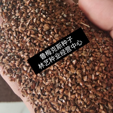 鲁梅克斯种子俄罗斯饲料菜多年生四季牧草种子鸡鸭鹅猪