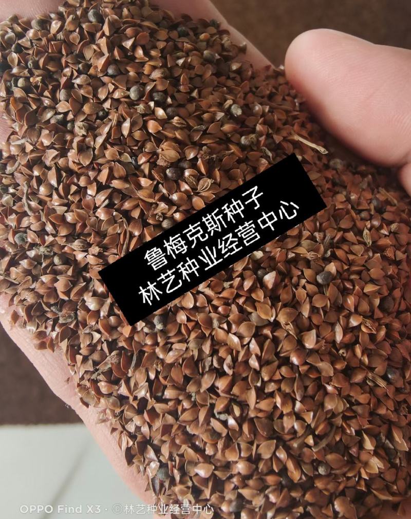 鲁梅克斯种子俄罗斯饲料菜多年生四季牧草种子鸡鸭鹅猪