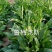 鲁梅克斯种子俄罗斯饲料菜多年生四季牧草种子鸡鸭鹅猪