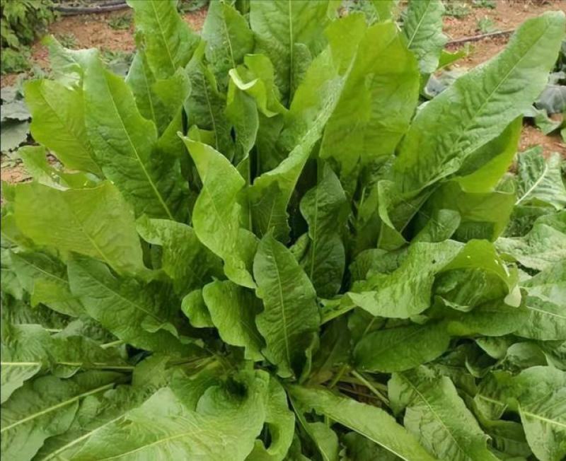鲁梅克斯种子俄罗斯饲料菜多年生四季牧草种子鸡鸭鹅猪