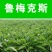 鲁梅克斯种子俄罗斯饲料菜多年生四季牧草种子鸡鸭鹅猪