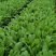鲁梅克斯种子俄罗斯饲料菜多年生四季牧草种子鸡鸭鹅猪