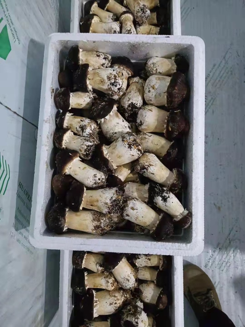 姬松茸