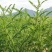 沙打旺种子多年生牧草绿肥草护坡草耐寒耐旱耐盐碱进口种子