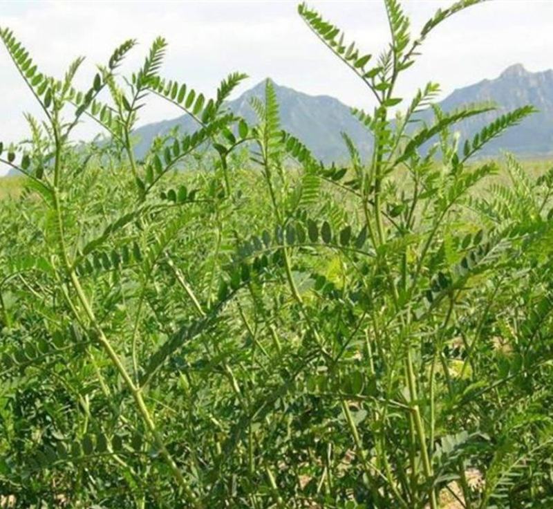 沙打旺种子多年生牧草绿肥草护坡草耐寒耐旱耐盐碱进口种子