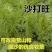 沙打旺种子多年生牧草绿肥草护坡草耐寒耐旱耐盐碱进口种子