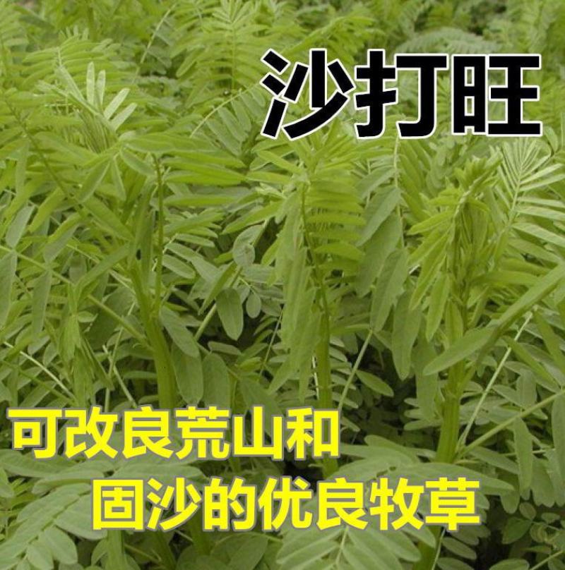 沙打旺种子多年生牧草绿肥草护坡草耐寒耐旱耐盐碱进口种子