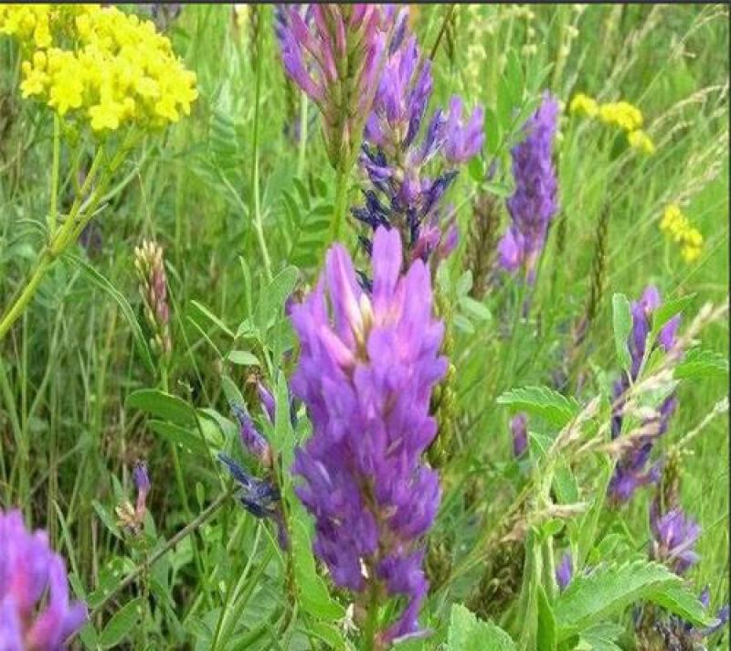 沙打旺种子多年生牧草绿肥草护坡草耐寒耐旱耐盐碱进口种子