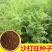 沙打旺种子多年生牧草绿肥草护坡草耐寒耐旱耐盐碱进口种子
